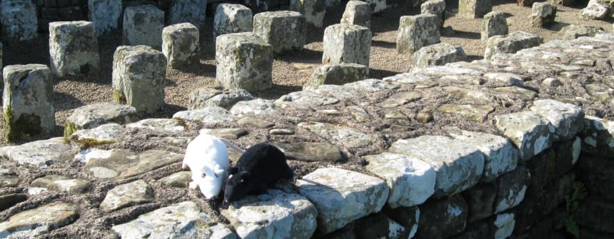 rat trail Housesteads